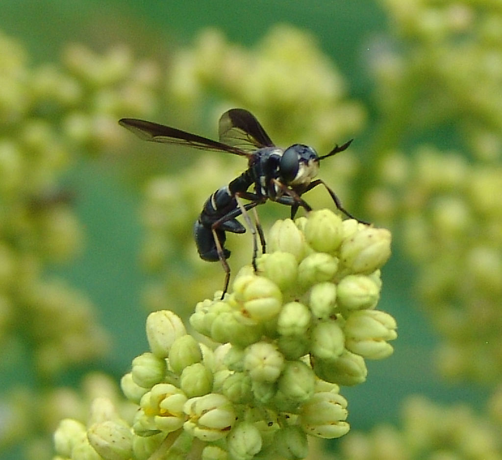 Physoconops bulbirostris