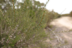 Melaleuca acuminata acuminata