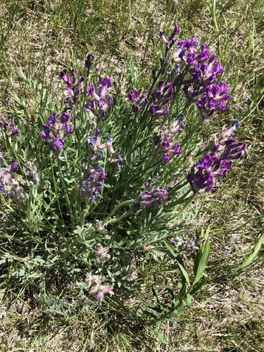 Lambert's Locoweed