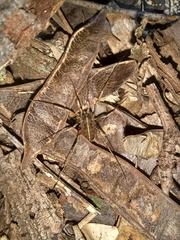 Zachaeus crista