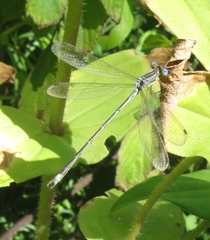 Lestes undulatus