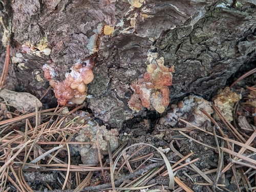 Red Turpentine Beetle photo 3