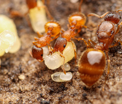 Temnothorax rugatulus