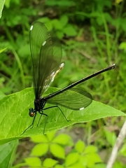 Calopteryx maculata