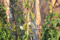 Echites yucatanensis
