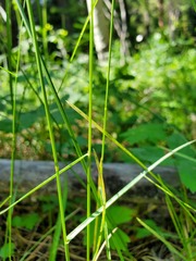 Poa interior