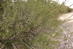 Melaleuca acuminata acuminata