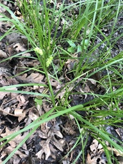 Carex tuckermanii