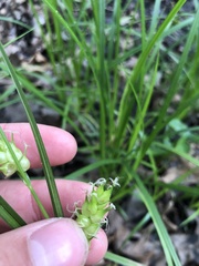 Carex tuckermanii