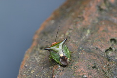 Anaca fasciata