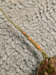 Puccinia allii