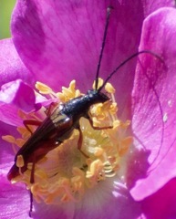Neobellamira delicata