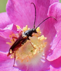 Neobellamira delicata
