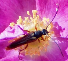 Neobellamira delicata