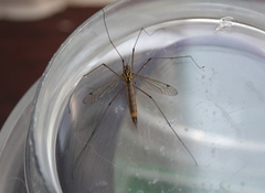 Nephrotoma cornicina