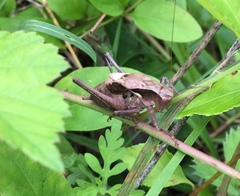 Atlanticus testaceus
