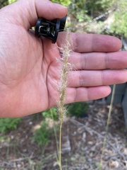 Bothriochloa torreyana