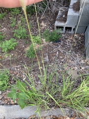 Bothriochloa torreyana