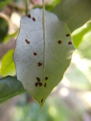 Aceria quercina