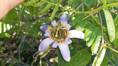 Passiflora bicornis