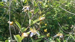 Passiflora bicornis