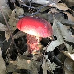 Butyriboletus frostii image