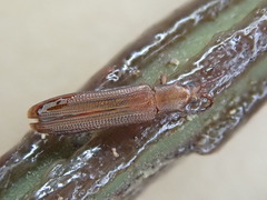 Brontispa norfolkensis