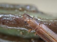 Brontispa norfolkensis