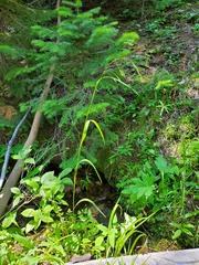 Bromus pumpellianus