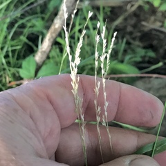 Sphenopholis obtusata