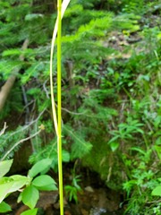 Bromus pumpellianus