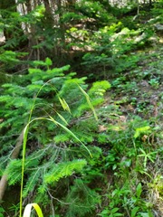 Bromus pumpellianus