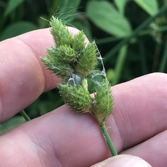 Carex alata
