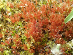 Ptychostomum pallens