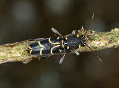 Xylotrechus antilope