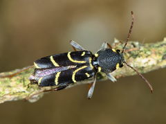 Xylotrechus antilope