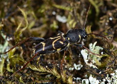 Xylotrechus antilope