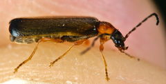 Rhagonycha lutea