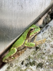 Hyla japonica