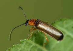 Rhagonycha lutea