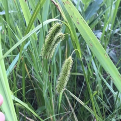 Carex comosa