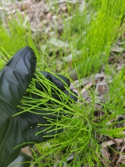Equisetum arvense