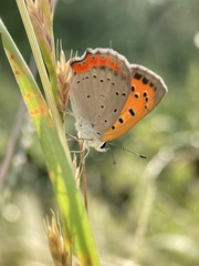 Lycaena phlaeas daimio