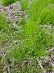 Equisetum arvense