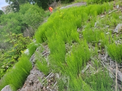 Equisetum arvense