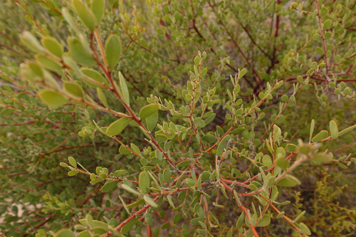 Grey Wattle (Acacia dictyocarpa)