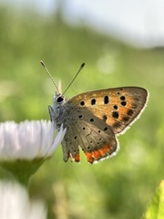 Lycaena phlaeas daimio