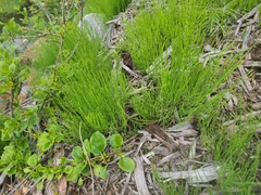 Equisetum arvense