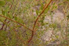 Acacia dictyocarpa