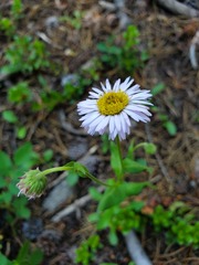 Erigeron eximius